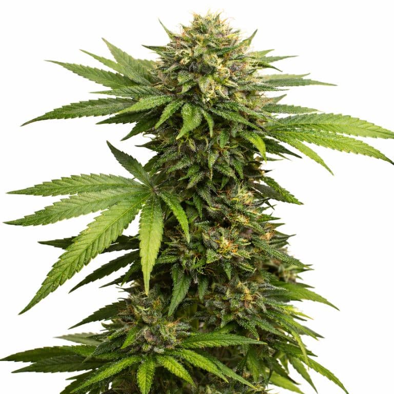 303 OG Feminized