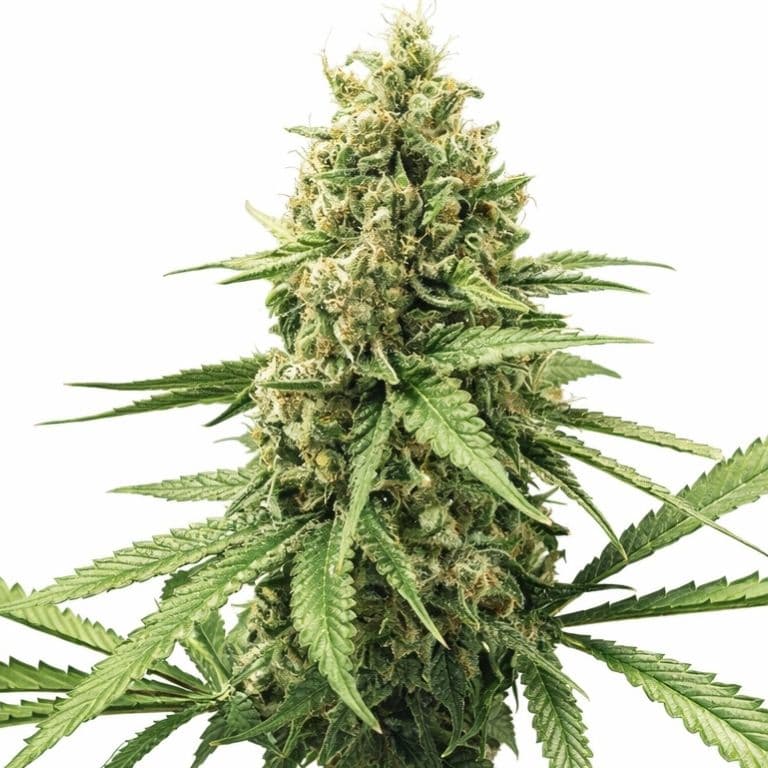 3X Crazy Feminized
