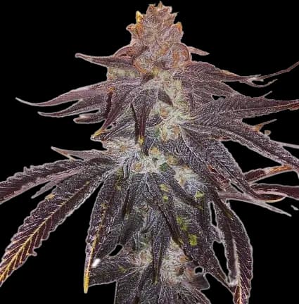 501st OG Feminized
