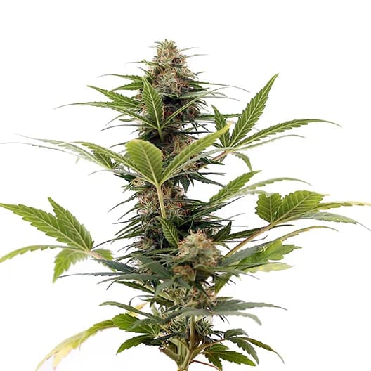 Aberdeen Feminized