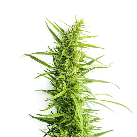 Afpak Feminized
