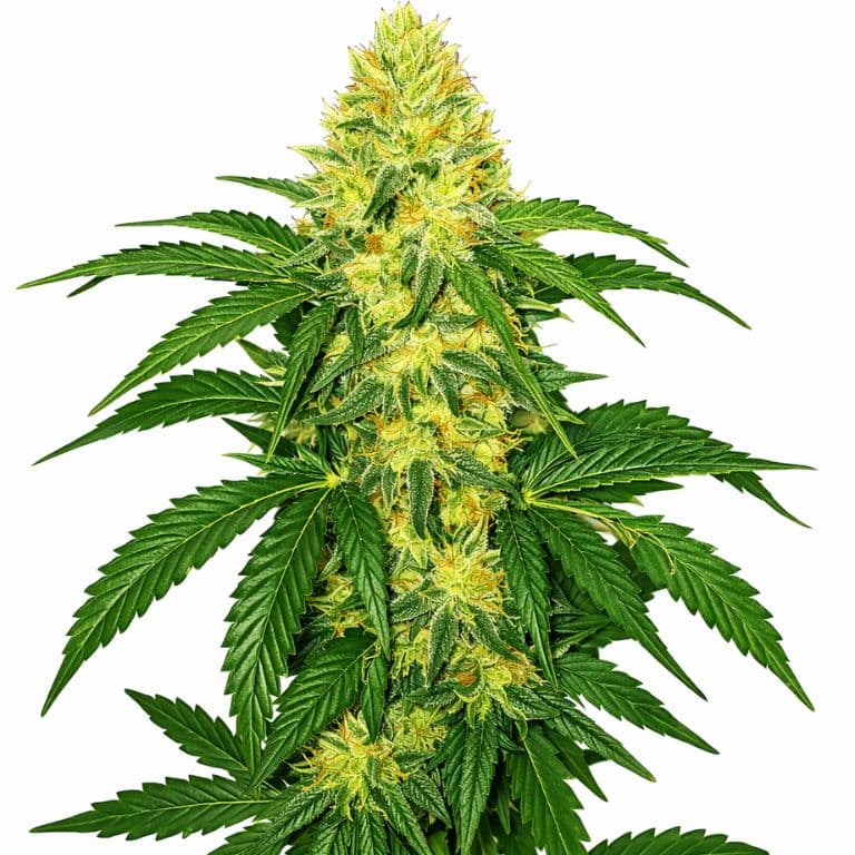 AK-47 Autoflower