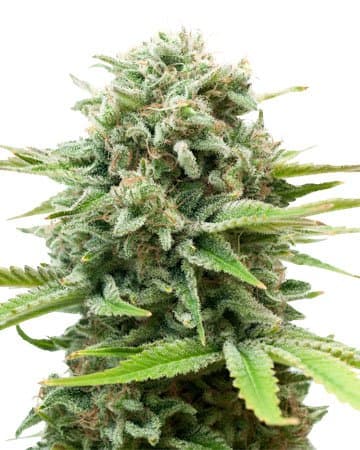 AK Autoflower