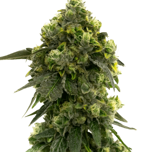 Alien Kush Autoflower