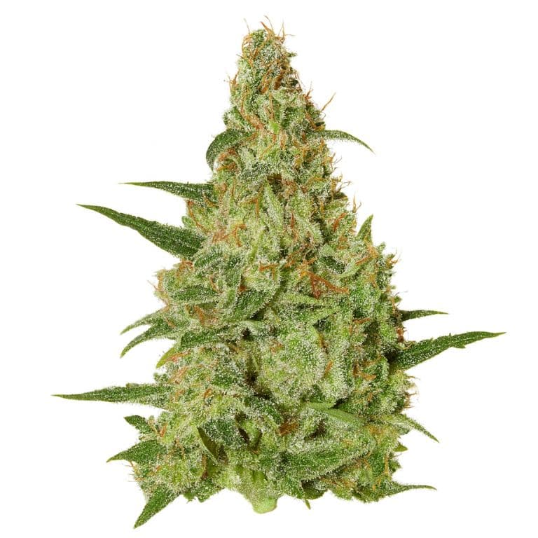 Amazonian Feminized