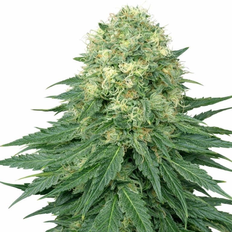 Ambrosia cannabis seeds packaging — Royal King Seeds Canada