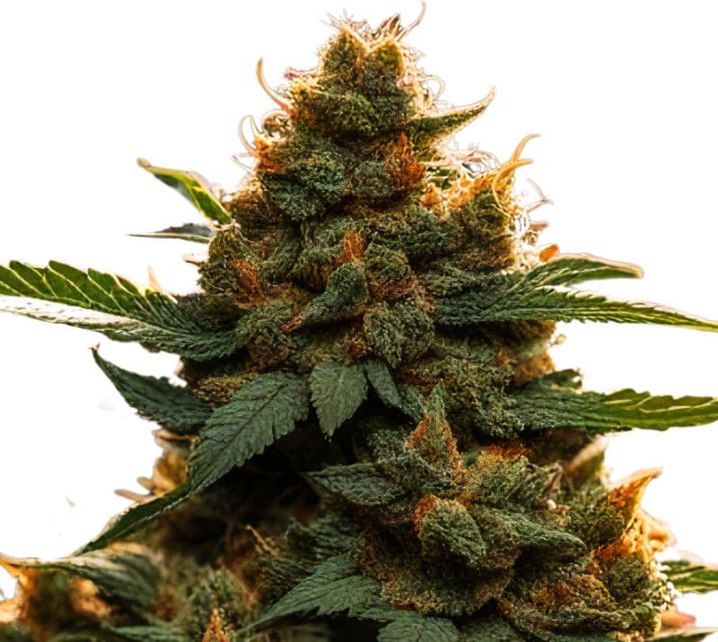 Americano Feminized