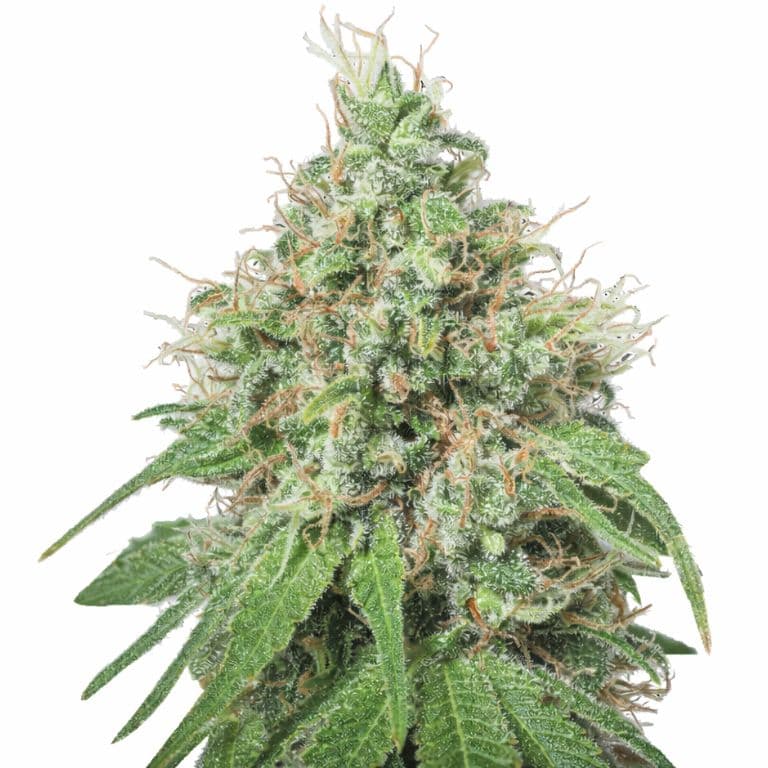 Amnesia Autoflower