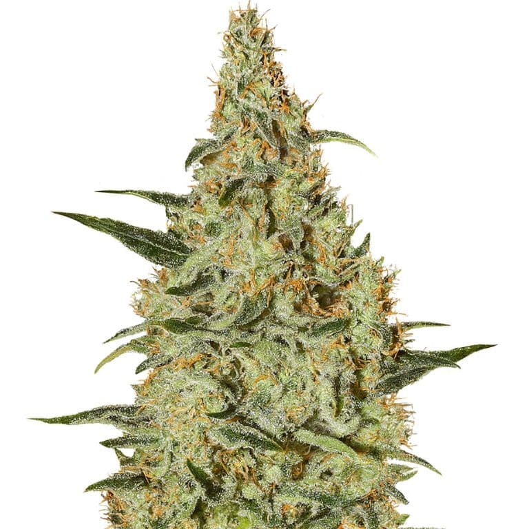 Amsterdam Feminized