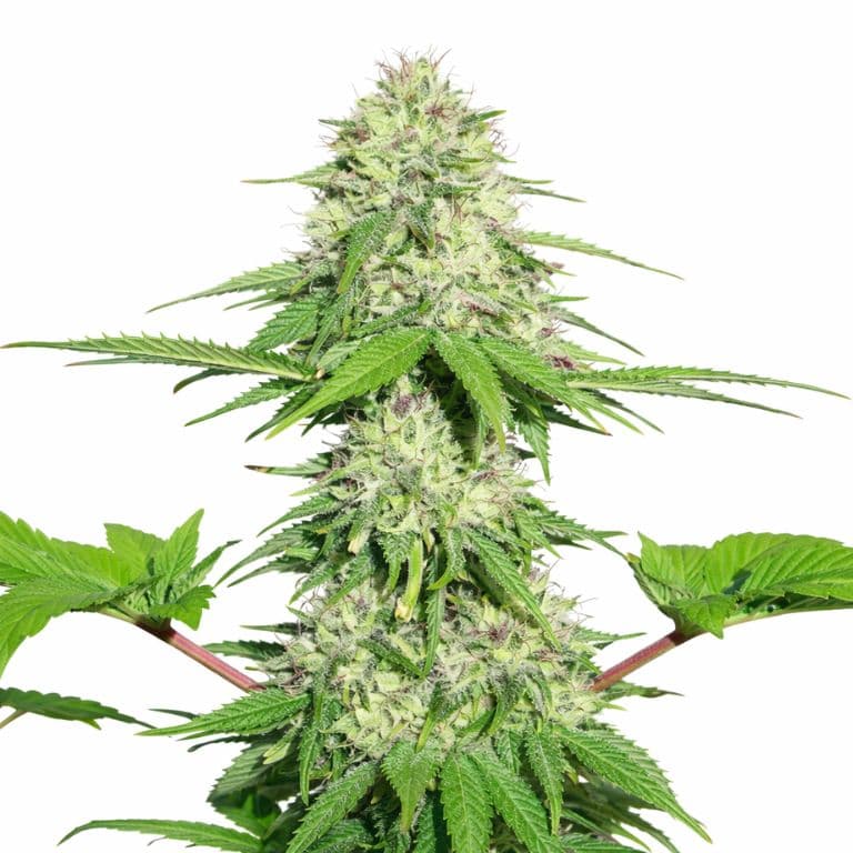 Appleberry Autoflower