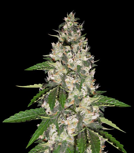 Aurora Feminized