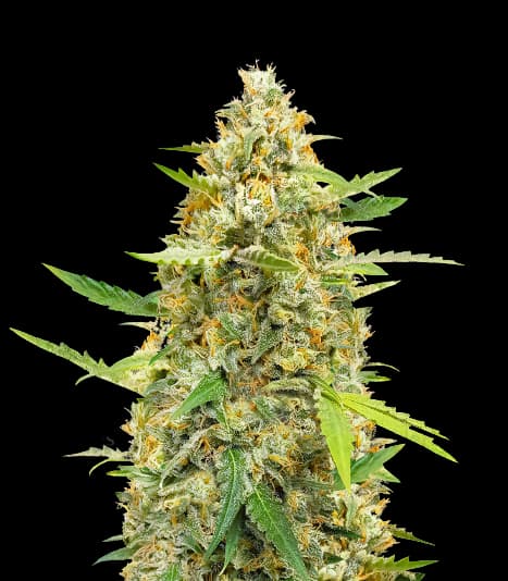 B-52 Autoflower