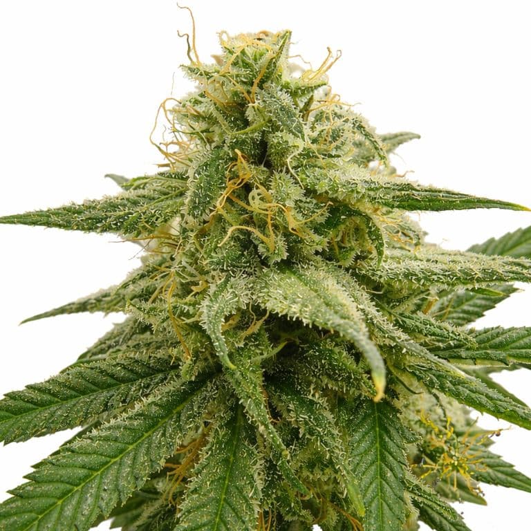 Banana OG Autoflower