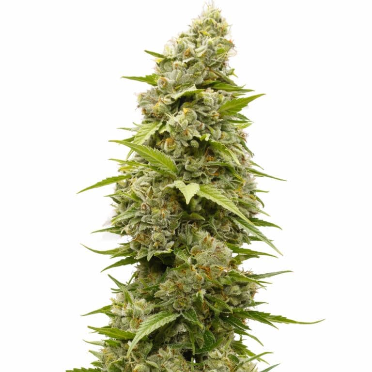 Batman OG Feminized
