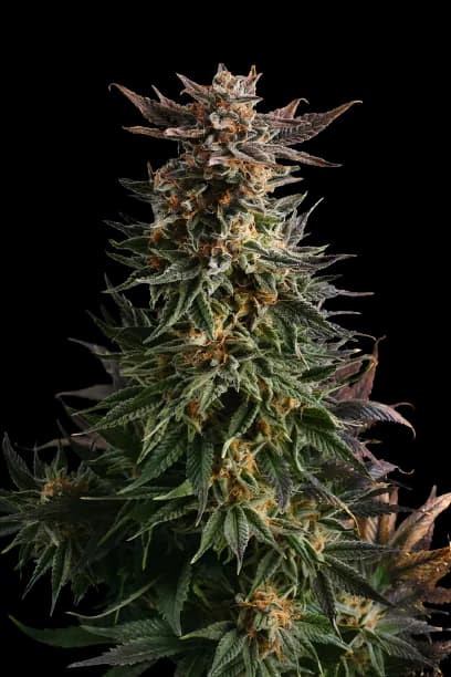 Big Band Autoflower