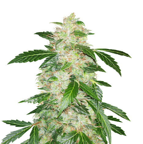 Big Bang Feminized