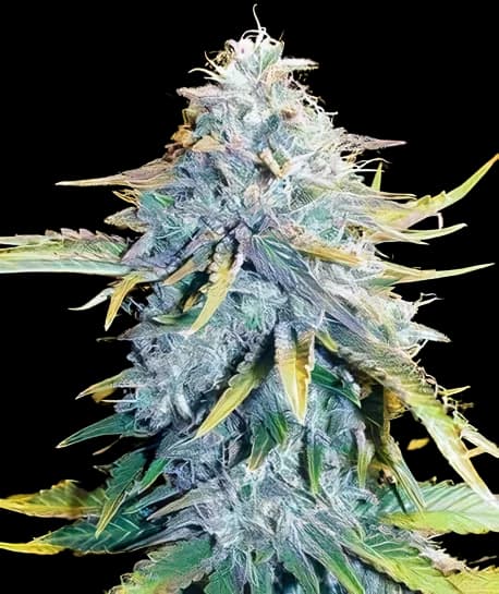 Big Blue Autoflower