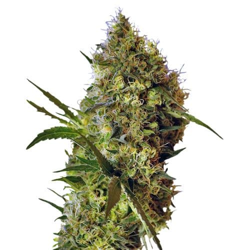 Big Devil Autoflower
