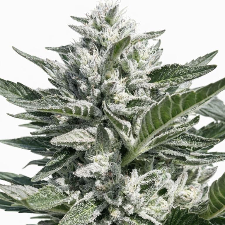 Bio Diesel Feminized