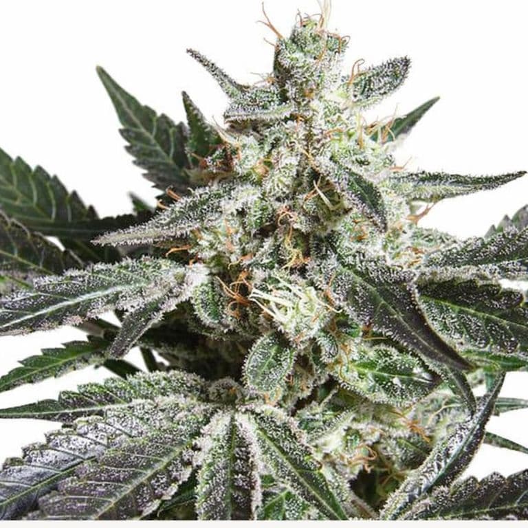 Black Jack Autoflower