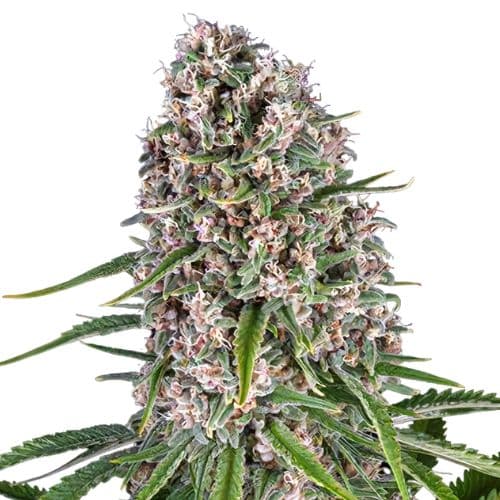 Blackwater cannabis seeds packaging — Royal King Seeds Canada