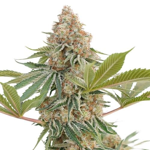 Blue Blood Autoflower