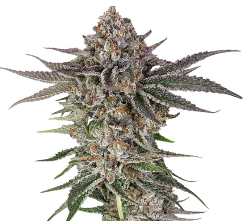Blue Crack cannabis seeds packaging — Royal King Seeds Canada