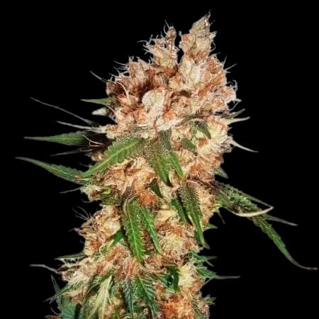 Blue God cannabis seeds packaging — Royal King Seeds Canada