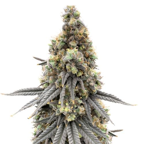 Blue Lyly Feminized
