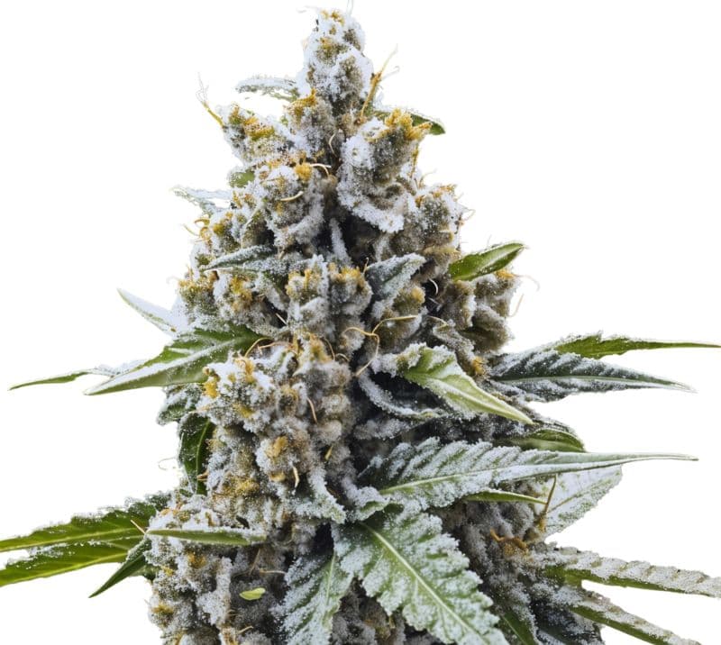 Blue Magoo Feminized