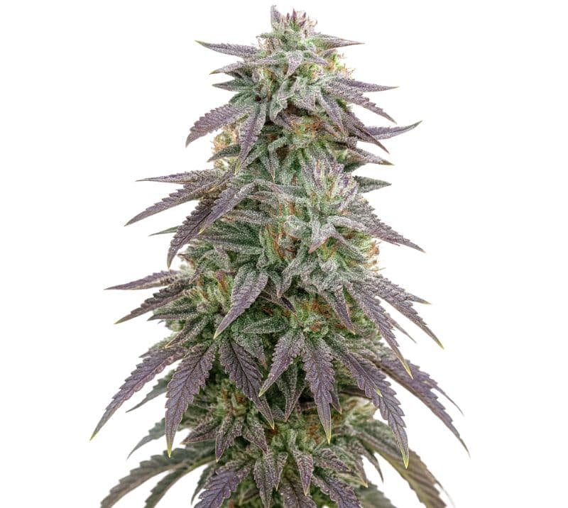 Blue Ox Autoflower