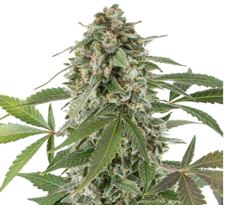 Bluniverse cannabis seeds packaging — Royal King Seeds Canada