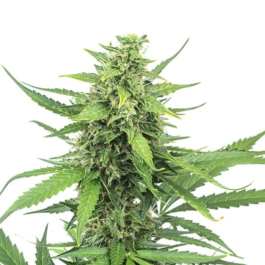 Bogart Feminized