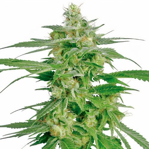 Brand X Feminized