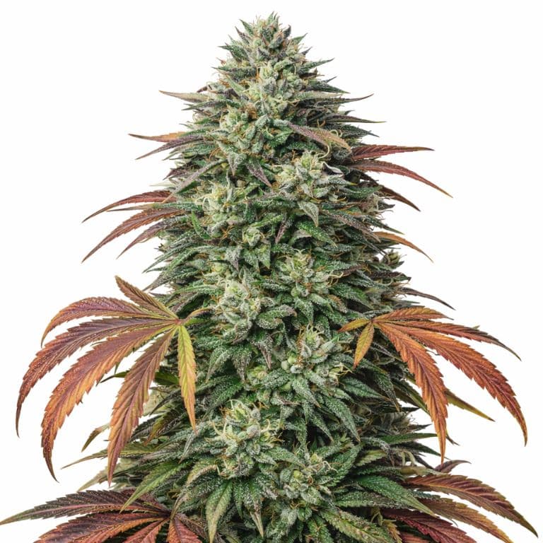 Bubba Kush Autoflower