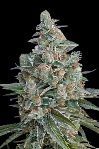 Bubba OG Feminized