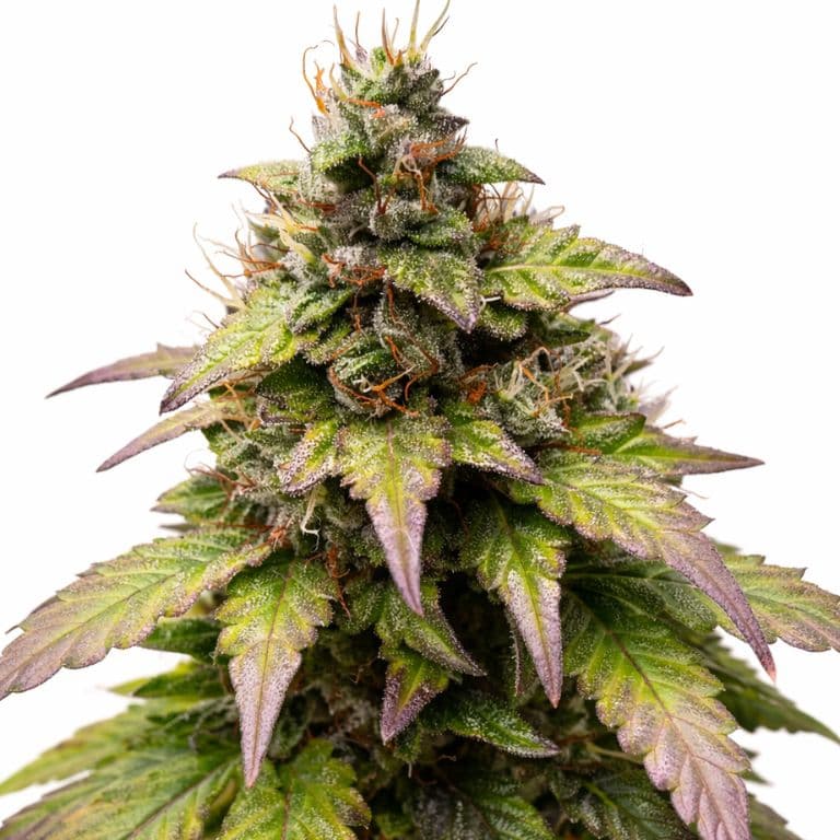 Bubblegum Autoflower