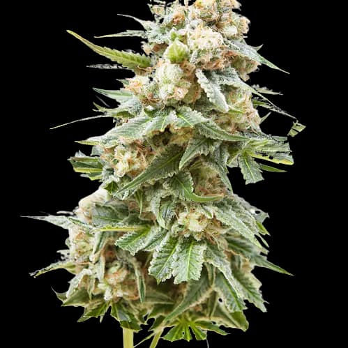 Burkle Autoflower