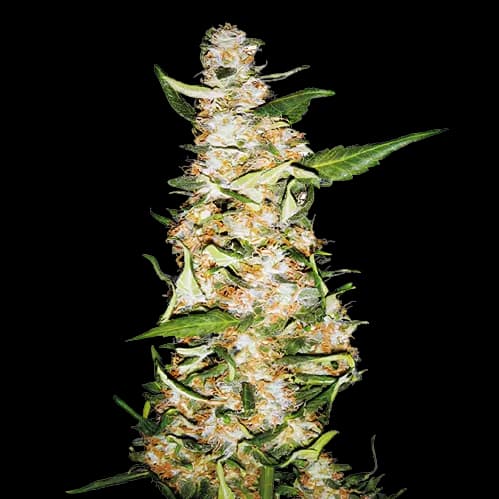 Butter OG cannabis seeds packaging — Royal King Seeds Canada