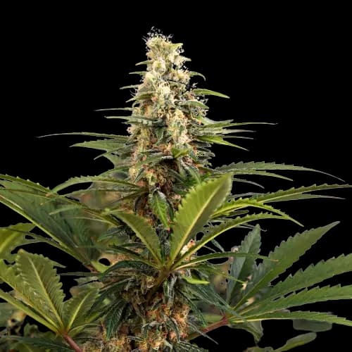 C4 Feminized