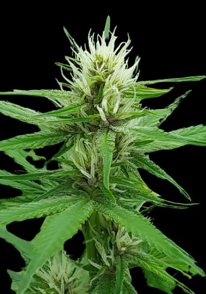 Cactus Feminized