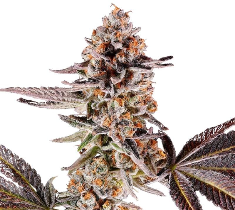 Cake Bomb Feminized