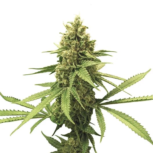 Cali Jack Feminized