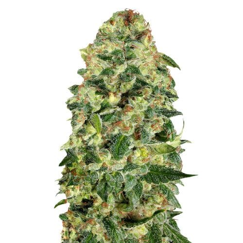 Cali Kush Feminized