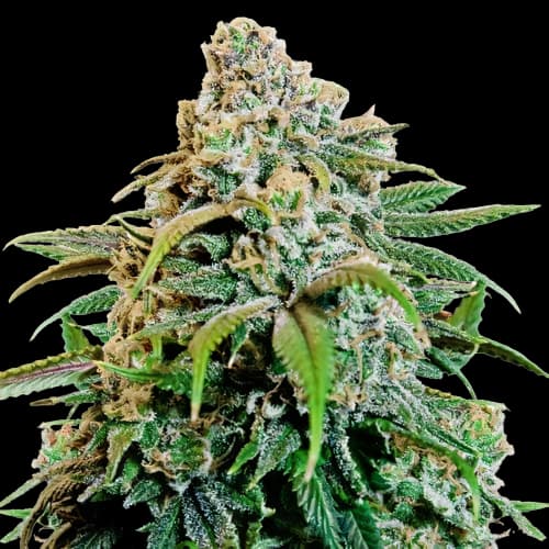 Canna-Tsu Feminized