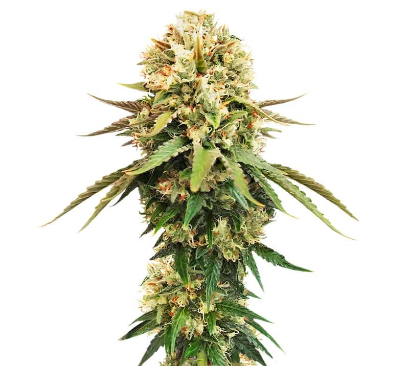 Cannalope Kush Auto