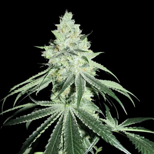 Casper OG Feminized
