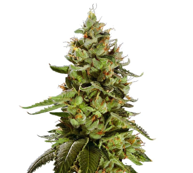 Cat Piss Feminized