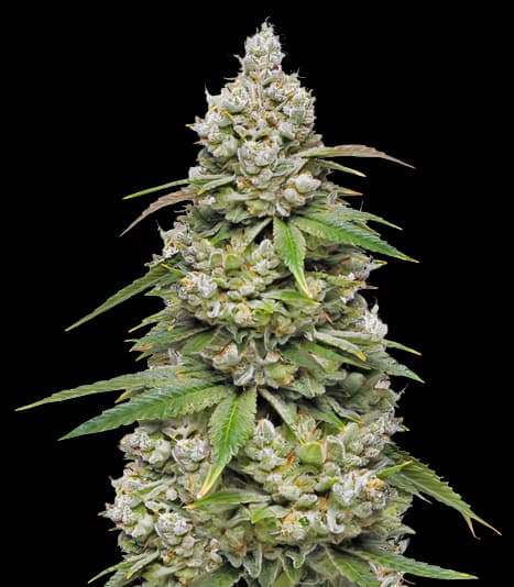 CBD 3D Feminized
