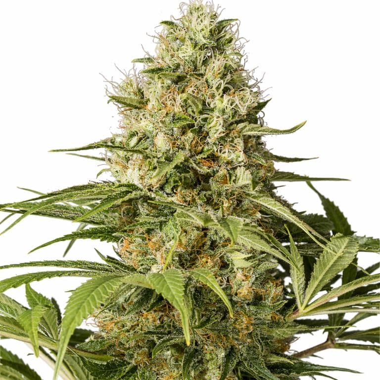 CBD Shark Feminized
